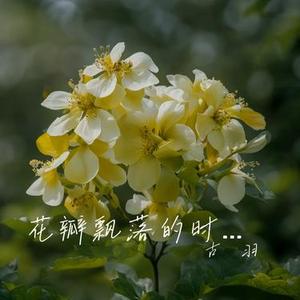 花瓣飘落的时光