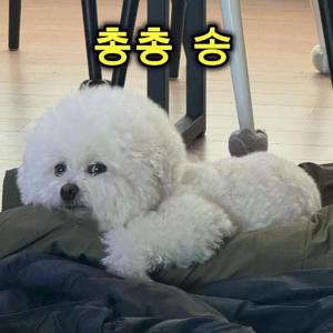 총총 송