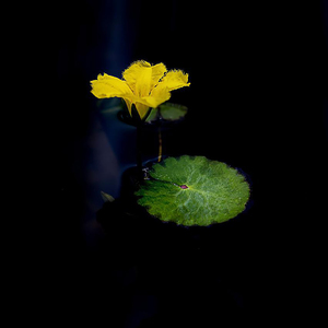 孤独是夜里的朋友 (睡前放松音乐)