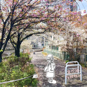 桜絨毯の登校路