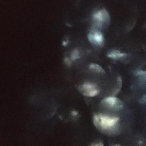 Dawnfades (feat. boyband & Billy Martin)