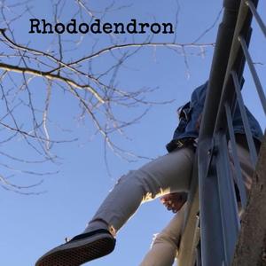 Rhododendrons