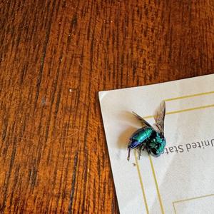 steve the fish (feat. wraith harlequinn)