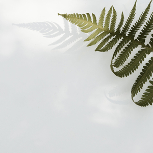 Majestuosa Cima De La Montaña