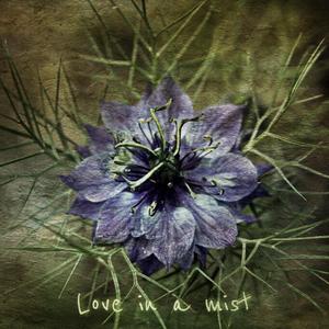 Love in a Mist