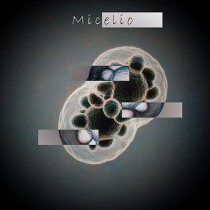 Micelio