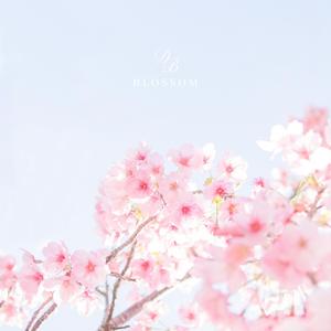 Blossom
