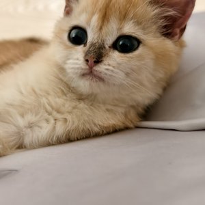 思念似困兽犹斗