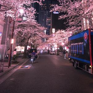 玫瑰