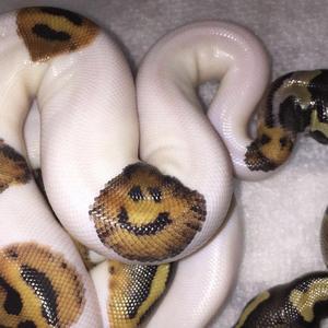 [free]花花公子 x mario judah type beat"trip"