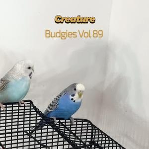 Budgies VI (Vol LXXXIX)