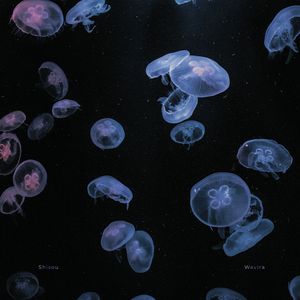 Wavira