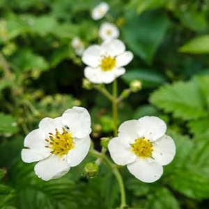 イチゴイチエ２