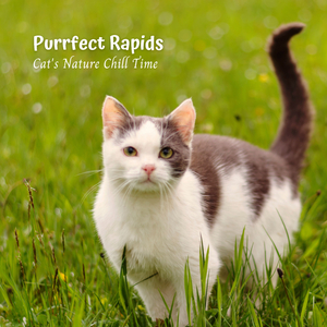 Soothing Symphony for Your Cat's