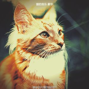 有趣可爱的猫情怀