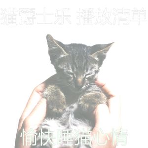 柔和的猫时刻