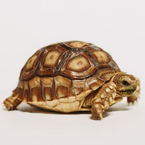 DISS 实名 陈凯旋 prod by AIHS