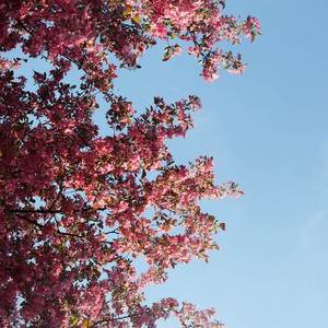 Adagietto for Harp, Flute, and Strings