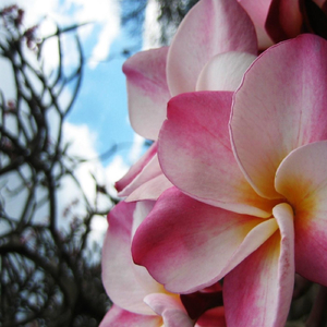 A Plumeria Grove for Japan