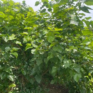 《长路与归灯》