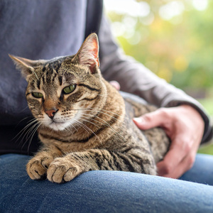 Guitarra Tranquila Que Invita A Gatos Pacíficos
