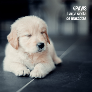 Relájate y sigue soñando perrito