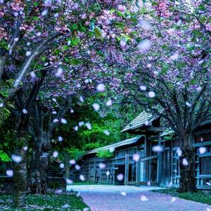 花雨落