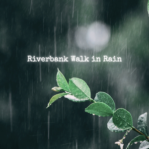 Road in Rain