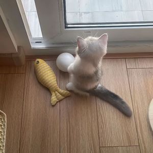 梁山伯与朱丽叶（热恋版）