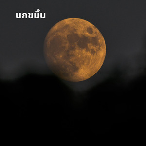 นกขมิ้น