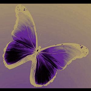 When A Butterfly Flaps its Wings