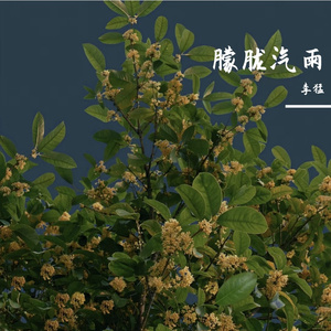 朦胧汽雨