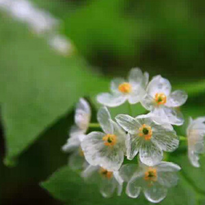산하엽 (Diphylleia grayi) 山荷叶（翻自 钟铉）