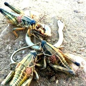 plague of locusts蝗孽(instrument)