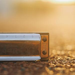 口琴 阳だまりにて和む猫 阳光下安静的猫