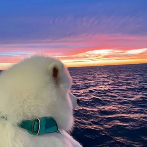 《共情者自救计划》