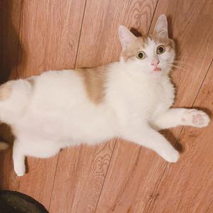 董小姐 - 男生 吉他版