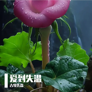 爱到失温