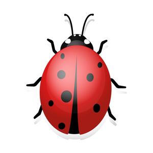 Ladybug