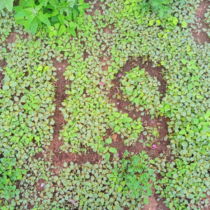 фанерное солнце