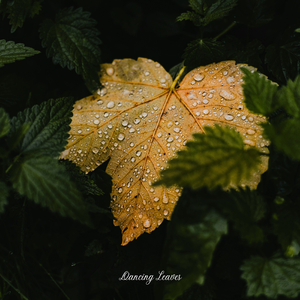 Dancing Leaves