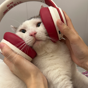 巴拉莱卡（钢琴版）