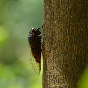 蝉鸣（Feat.P.A.$.T）