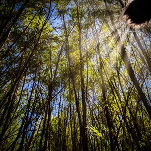 Australian Summer (Victorian bush by Yarra River)
