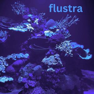 Flustra (Single Edit)