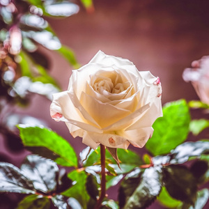 믿을 수 없는 이별을 부정해