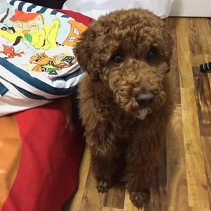 命运（浪漫满屋主题曲）