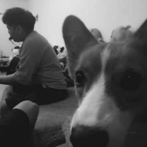 做一条古城的狗demo