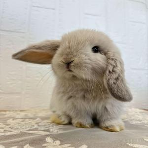 ZIG-ZAG! (feat. ZEDSU)