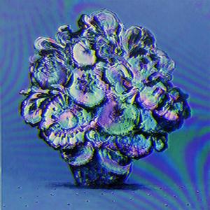 Blue petals weep at butterflies